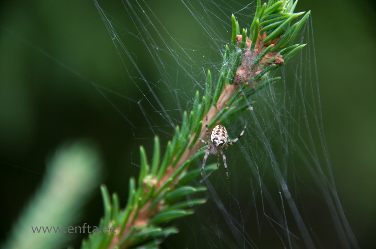 Spider spider, little spider weaving its thread